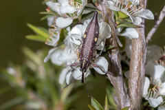 Rhinotia bidentata