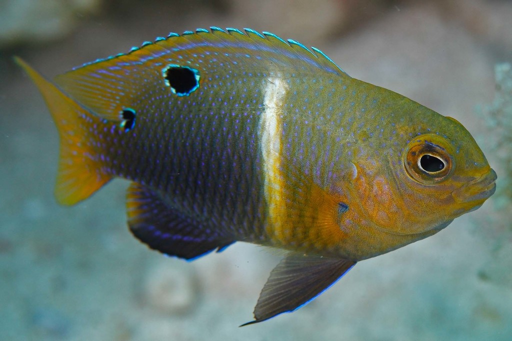 Twinspot Damselfish