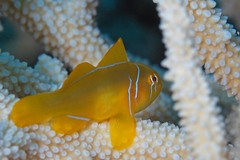 Gobiodon citrinus