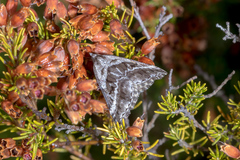 Dichromodes stilbiata