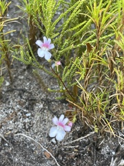 Nemesia diffusa