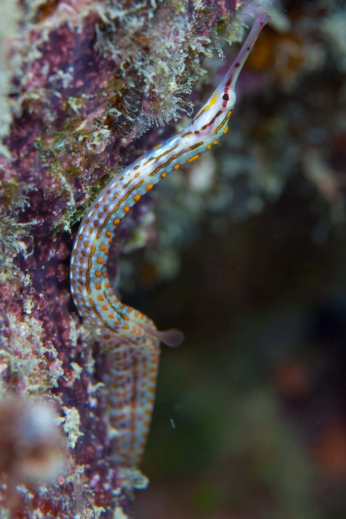 Ocellated Pipefish