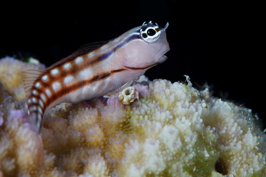 Blackstriped Combtooth Blenny