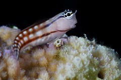 Blackstriped Combtooth Blenny photo 1