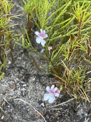 Nemesia diffusa