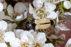 Castiarina fossoria