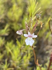 Nemesia diffusa