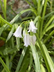 Allium triquetrum