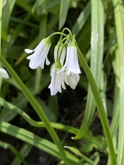 Allium triquetrum