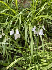 Allium triquetrum