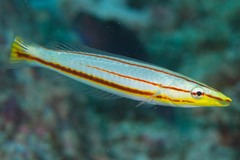 Hologymnosus doliatus