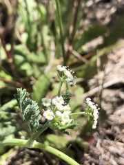 Dasispermum