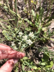 Dasispermum