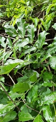 Dalbergia obovata