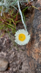 Chrysocephalum baxteri