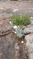 Chrysocephalum baxteri