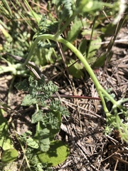 Dasispermum