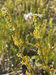 Manulea tomentosa