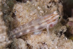 Gnatholepis cauerensis