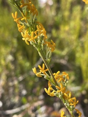 Manulea tomentosa