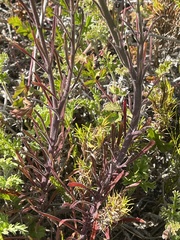Manulea tomentosa