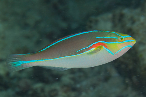 Banda wrasse (Stethojulis bandanensis) — Labridae — 3