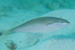 Stethojulis strigiventer