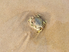 Matuta victor