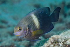 Chrysiptera biocellata