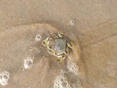 Matuta victor