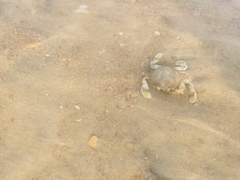 Matuta victor