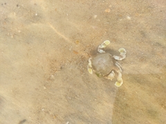 Matuta victor