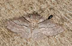 Hypobapta tachyhalotaria