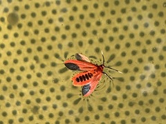Phauda flammans