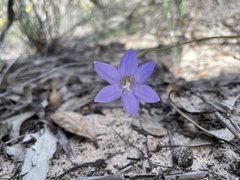 Wahlenbergia luteola