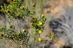 Oedera relhanioides