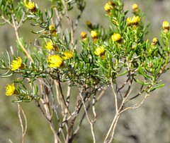 Oedera relhanioides