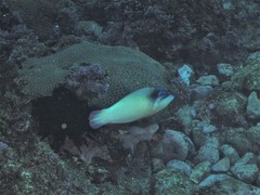 Anampses neoguinaicus