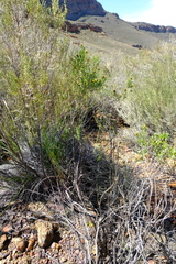 Oedera relhanioides