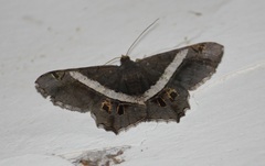 Chiasmia nora