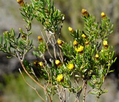 Oedera relhanioides