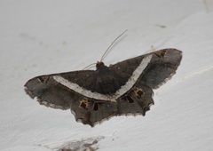 Chiasmia nora