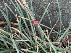 Phauda flammans