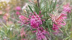 Grevillea confertifolia