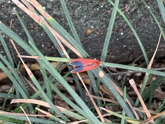 Phauda flammans