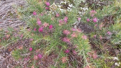 Grevillea confertifolia