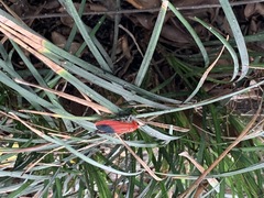 Phauda flammans