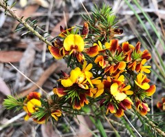 Pultenaea acerosa