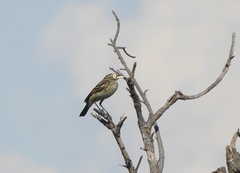 Hymenops perspicillatus