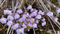 Utricularia grampiana